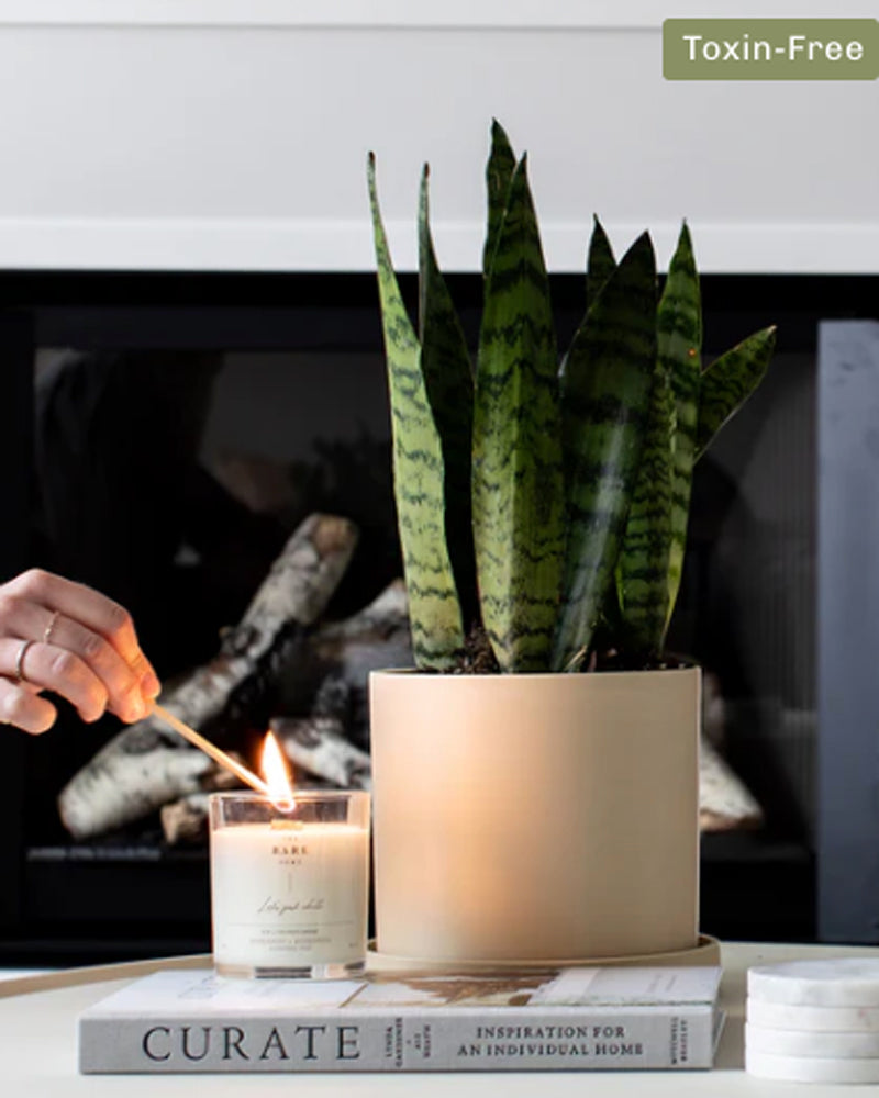 
  
    The
  
    Bare
  
    Home
  
 About That Summer Day Candle - Lavender + Sage